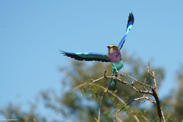 Tanzania cover photo-05543